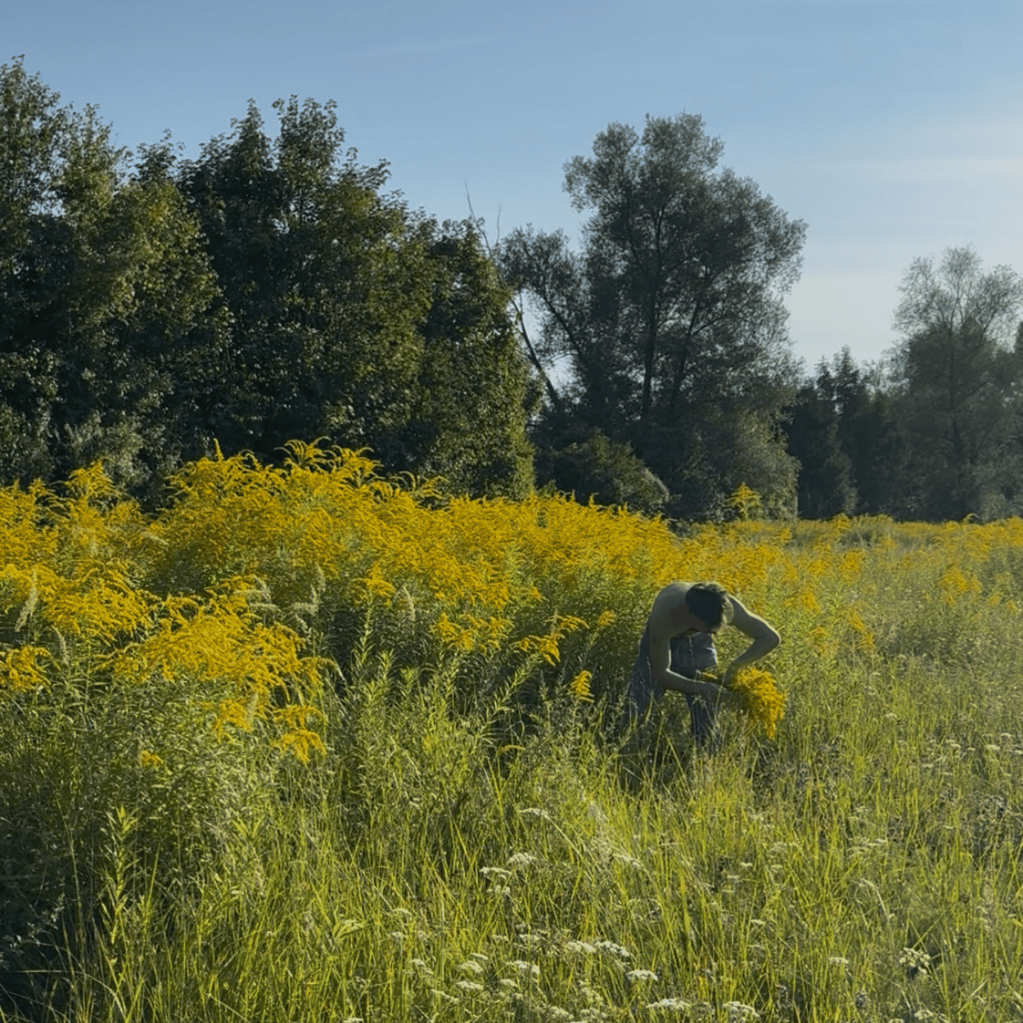 Reset-Tee - Handgesammelte Wildkräuter aus Bayern